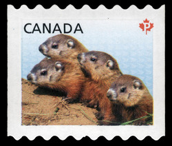 Woodchucks - Baby Wildlife - Die Cut 8.15 to 8.5 Canada Postage Stamp | Baby Wildlife - Definitives