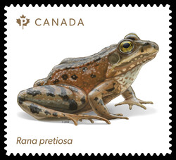 Oregon Spotted Frog - Rana Pretiosa Canada Postage Stamp | Endangered Frogs