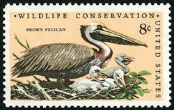 Brown Pelican United States Postage Stamp | Wildlife Conservation