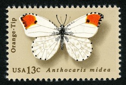 Orange-Tip United States Postage Stamp | Butterflies