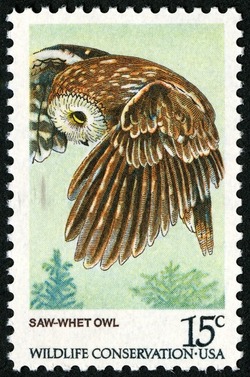 Saw-whet Owl United States Postage Stamp | Owls - Wildlife Conservation