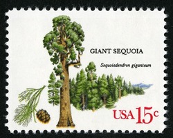 Giant Sequoia United States Postage Stamp | American Trees