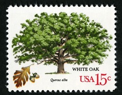 White Oak United States Postage Stamp | American Trees
