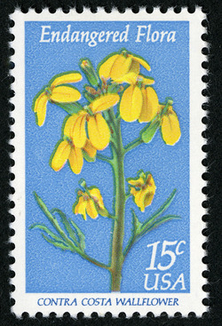 Contra Costa Wallflower United States Postage Stamp | Endangered Flora