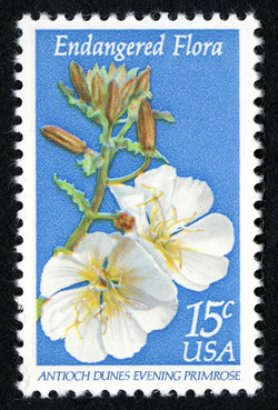 Evening Primrose United States Postage Stamp | Endangered Flora