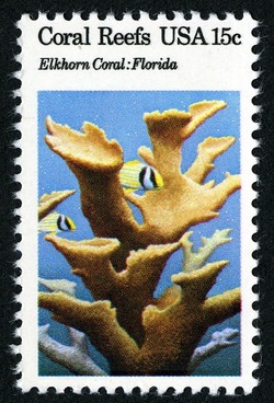 Elkhorn Coral United States Postage Stamp | Coral Reefs