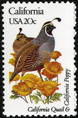 California - Line Perf United States Postage Stamp | State Birds and Flowers