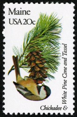 Maine - Comb Perf United States Postage Stamp | State Birds and Flowers