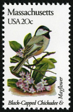 Massachusetts - Comb Perf United States Postage Stamp | State Birds and Flowers