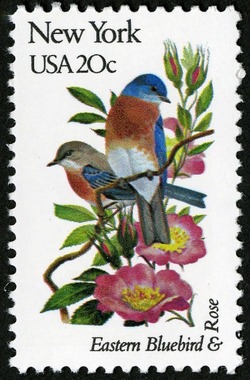 New York - Line Perf United States Postage Stamp | State Birds and Flowers