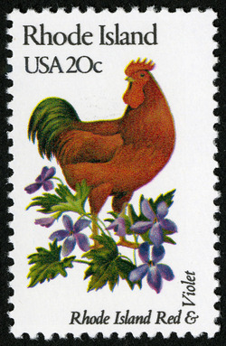 Rhode Island - Comb Perf United States Postage Stamp | State Birds and Flowers