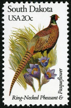 South Dakota - Line Perf United States Postage Stamp | State Birds and Flowers