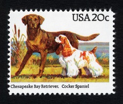 Chesapeake Bay Retriever - Cocker Spaniel United States Postage Stamp | Dogs
