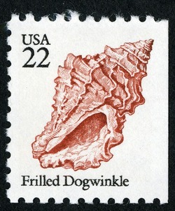 Frilled Dogwinkle United States Postage Stamp | Shells