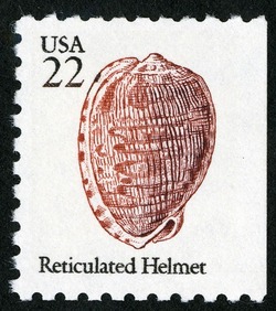 Reticulated Helmet United States Postage Stamp | Shells