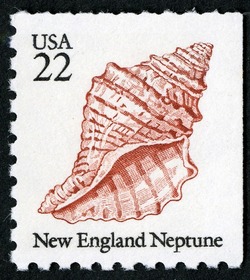 New England Neptune United States Postage Stamp | Shells