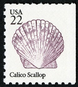 Calico Scallop United States Postage Stamp | Shells