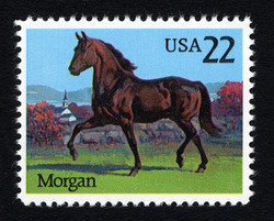 Morgan Horse United States Postage Stamp | Horses