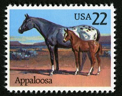 Appaloosa Horse United States Postage Stamp | Horses