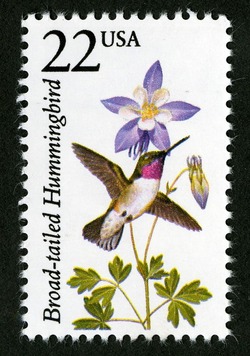Broad-tailed Hummingbird United States Postage Stamp | North American Wildlife
