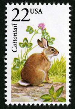 Cottontail United States Postage Stamp | North American Wildlife