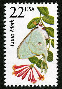 Luna Moth United States Postage Stamp | North American Wildlife