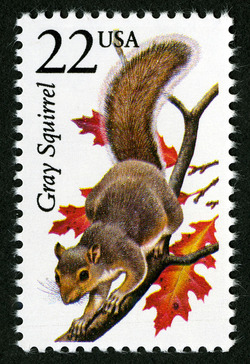 Gray Squirrel United States Postage Stamp | North American Wildlife