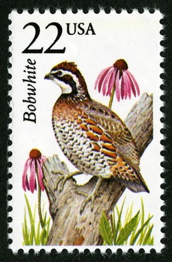 Bobwhite United States Postage Stamp | North American Wildlife