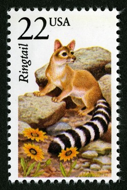 Ringtail United States Postage Stamp | North American Wildlife