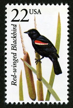 Red-winged Blackbird United States Postage Stamp | North American Wildlife