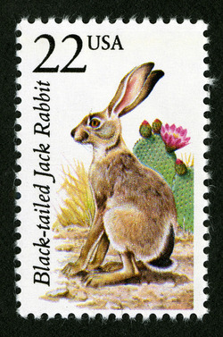 Black-tailed Jack Rabbit United States Postage Stamp | North American Wildlife
