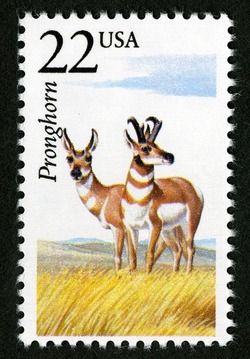 Pronghorn United States Postage Stamp | North American Wildlife