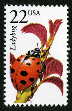 Ladybug United States Postage Stamp | North American Wildlife