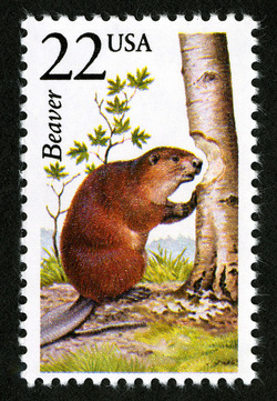 Beaver United States Postage Stamp | North American Wildlife