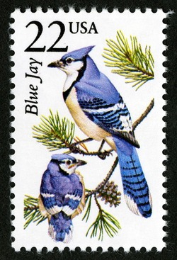 Blue Jay United States Postage Stamp | North American Wildlife