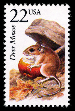 Deer Mouse United States Postage Stamp | North American Wildlife