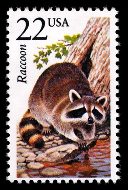 Raccoon United States Postage Stamp | North American Wildlife