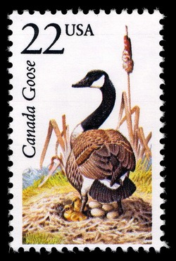 Canada Goose United States Postage Stamp | North American Wildlife