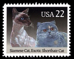 Siamese Cat and Exotic Shorthair Cat United States Postage Stamp | Cats