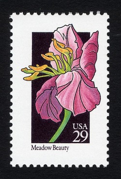 Meadow Beauty United States Postage Stamp | Wildflowers