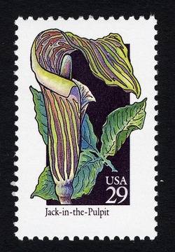 Jack-in-the-Pulpit United States Postage Stamp | Wildflowers