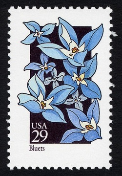 Bluets United States Postage Stamp | Wildflowers