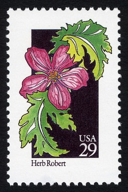 Herb Robert United States Postage Stamp | Wildflowers