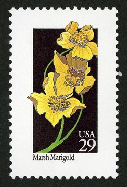 Marsh Marigold United States Postage Stamp | Wildflowers