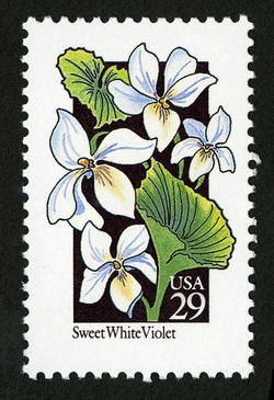 Sweet White Violet United States Postage Stamp | Wildflowers