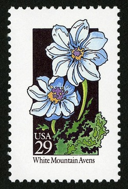 White Mountain Avens United States Postage Stamp | Wildflowers