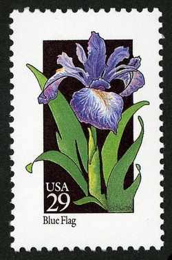Blue Flag United States Postage Stamp | Wildflowers
