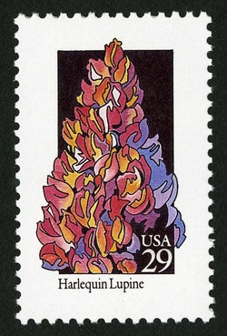 Harlequin Lupine United States Postage Stamp | Wildflowers
