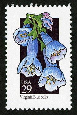 Virginia Bluebells United States Postage Stamp | Wildflowers