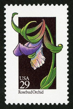 Rosebud Orchid United States Postage Stamp | Wildflowers